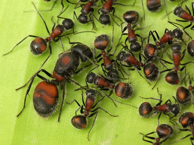 Camponotus xiangban